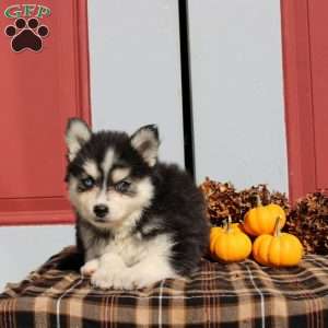 Landry, Pomsky Puppy